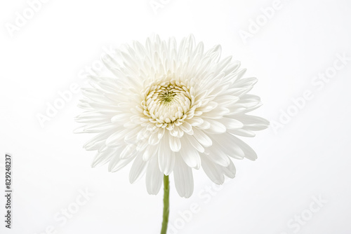 Single White Daisy Flower Isolated On White Background