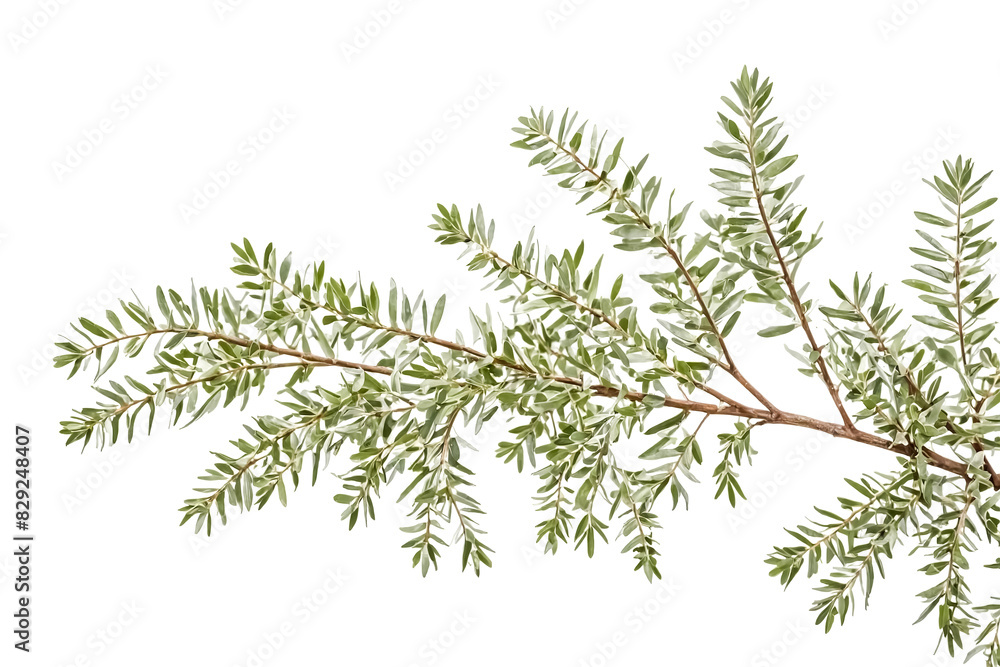 Green Olive Branch with White Background Green Olive Branch with White Background