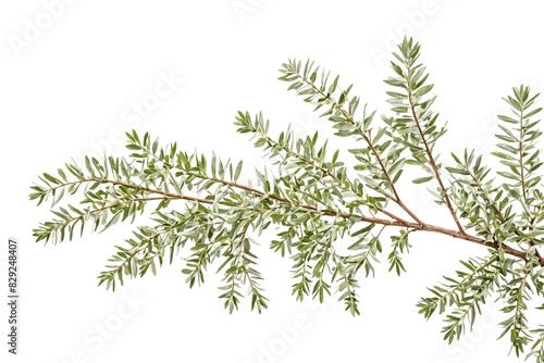 Green Olive Branch with White Background