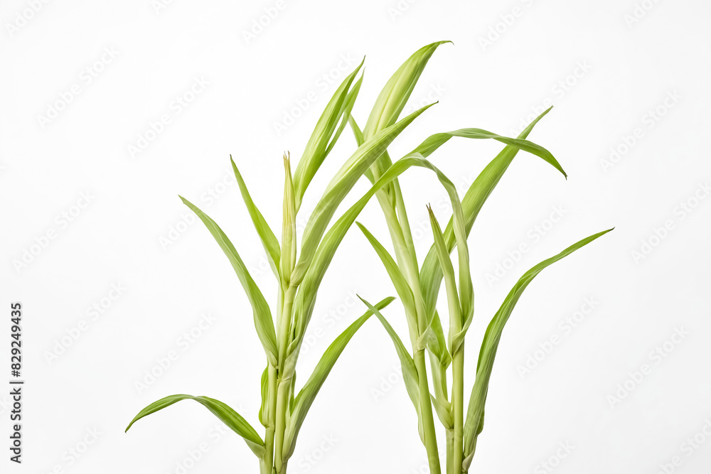 Obraz premium Green Bamboo Shoots On White Background