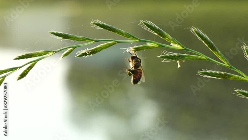 かわいいモジモジ映像【養蜂・癒しヒーリング】みつばちの触覚が引っかかっる可愛い姿－美しい自然の癒しの風景－(最後は可愛く飛んで行きます。スローモーション) photo