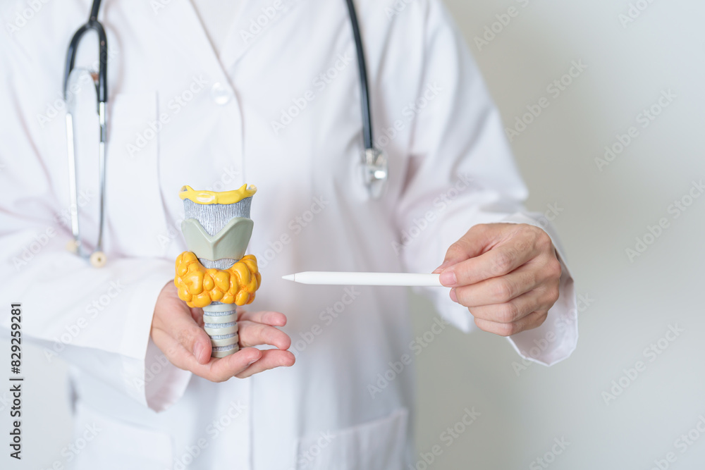 Doctor with human Thyroid anatomy model. Hyperthyroidism, Hypothyroidism, Hashimoto Thyroiditis, Thyroid Tumor and Cancer, Postpartum, Papillary Carcinoma and Health concept Doctor with human Thyroid anatomy model. Hyperthyroidism, Hypothyroidism, Hashimoto Thyroiditis, Thyroid Tumor and Cancer, Postpartum, Papillary Carcinoma and Health concept