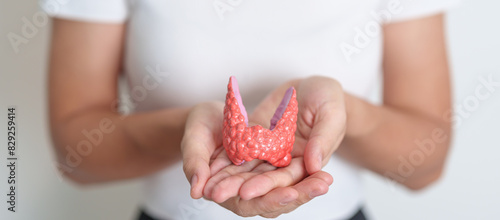 Woman holding human Thyroid anatomy model. Hyperthyroidism, Hypothyroidism, Hashimoto Thyroiditis, Thyroid Tumor and Cancer, Postpartum, Papillary Carcinoma and Health concept