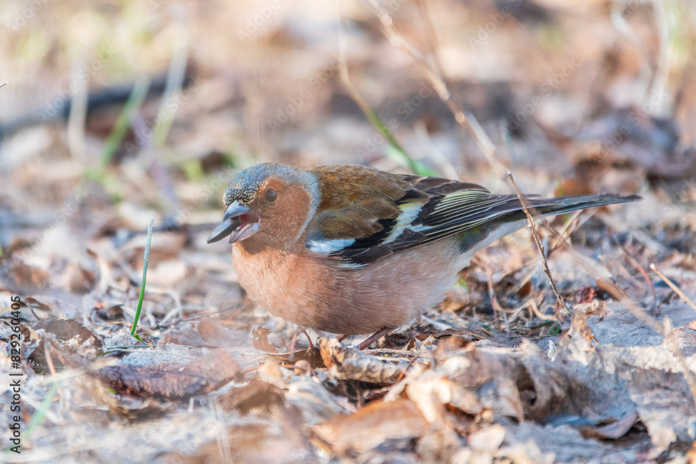 Common chaffinch, Fringilla coelebs, sits on the ground in spring. Common chaffinch in wildlife. Common chaffinch, Fringilla coelebs, sits on the ground in spring. Common chaffinch in wildlife.