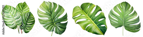 a Maranta Leaf Prayer Plant, Tropical Leaves, watercolor illustration, isolated on transparent background photo