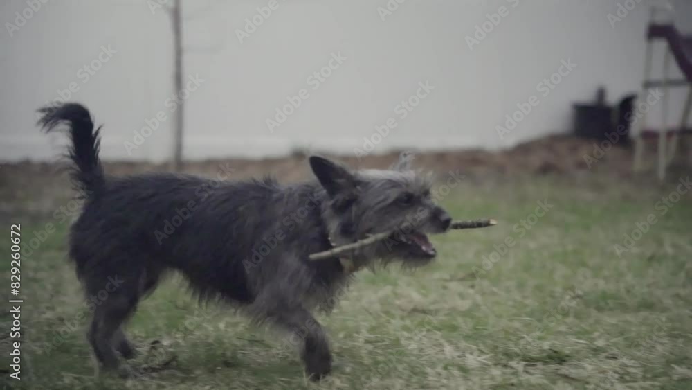 Dog puppy Cairn Terrier Mix trotting with stick in mouth NJ 4K Dog puppy Cairn Terrier Mix trotting with stick in mouth NJ 4K