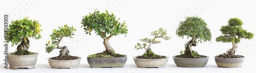 A minimalist garden with a collection of bonsai trees set against a clean white background