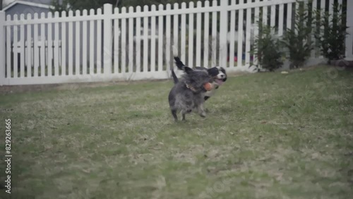 Dogs Puppies running with ball Cairn Terrier Mix Cavalier NJ 4K
