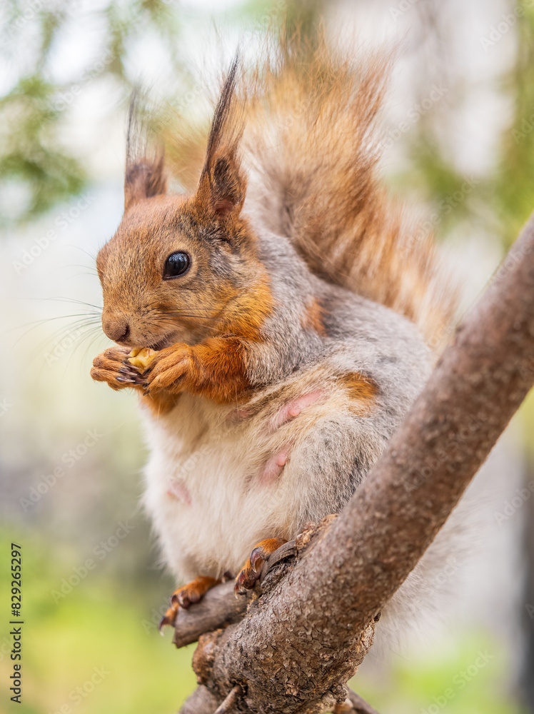 Fototapeta premium The squirrel with nut sits on a branches in the spring or summer.