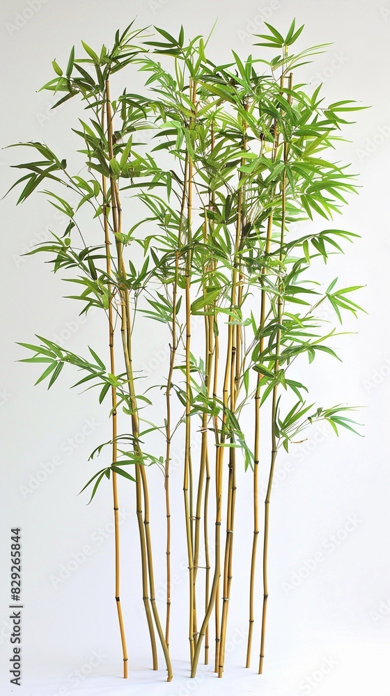 A minimalist garden with a bamboo grove or bamboo accents against a clean white background A minimalist garden with a bamboo grove or bamboo accents against a clean white background