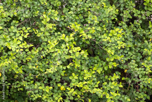 Jujube tree green leaves background. Ziziphus mauritiana, also known as Indian jujube, Indian plum, Chinese date, and Chinese apple is a tropical fruit tree species.