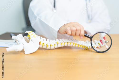 Doctor with human Spine anatomy model. Spinal Cord Disorder and disease, Back pain, Lumbar, Sacral pelvis, Cervical neck, Thoracic, Coccyx, Orthopedist, chiropractic, Office Syndrome and health