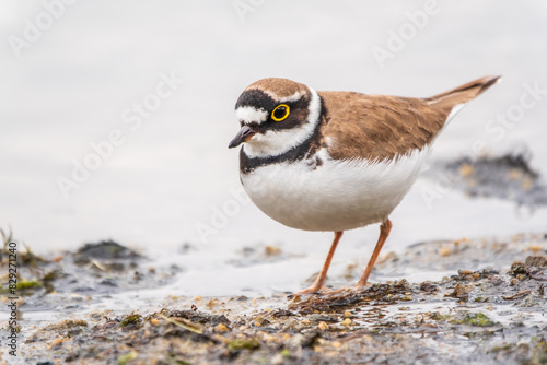 Little ringed plover (Charadrius dubius), bird standing on the lake shore photo