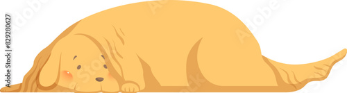 Sleeping golden retriever