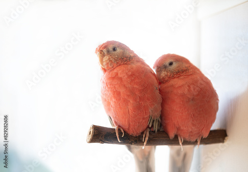 アキクサインコ
