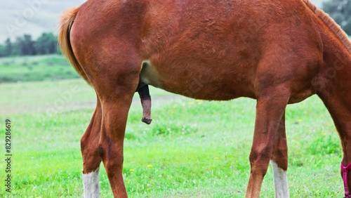 red stallion with white erected penis on green meadow at cloudy spring day, close side view.