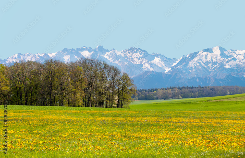 Beautiful landscape with green meadows, yellow and white daisy flowers, Snowy Mountains in the background