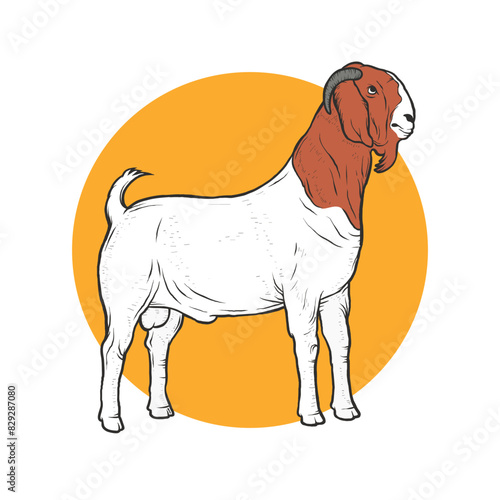 Vector illustration of male boer goat. Suitable for design element of boer goat breeding and farm.