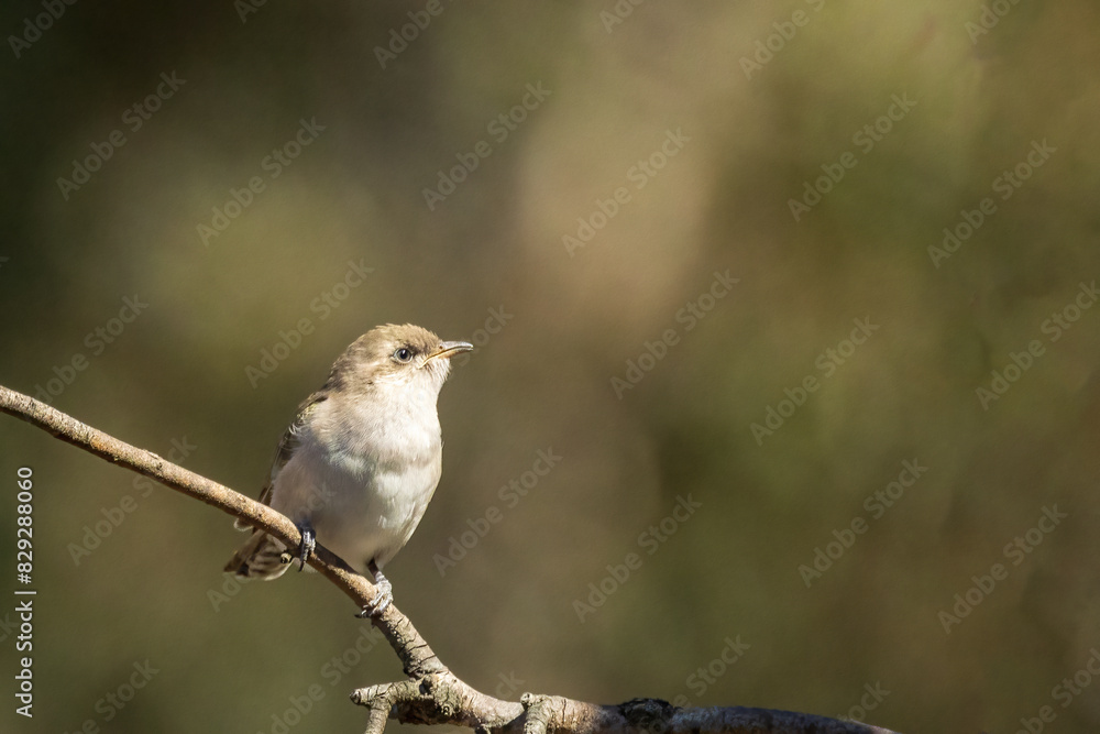 Horsfield's Bronze Cuckoo (Chrysococcyx basalis) is a small bird with iridescent bronze-green upperparts, white underparts with dark barring, a slightly curved bill and a distinctive dark eye stripe.