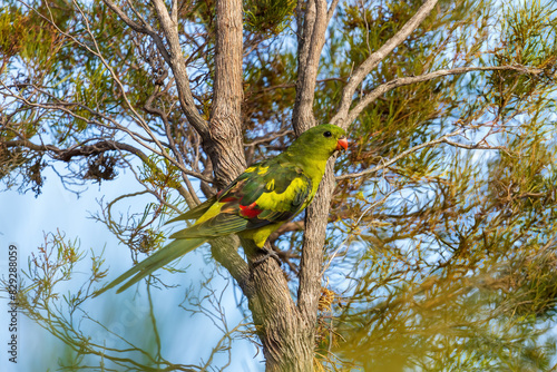 The Regent Parrot (Polytelis anthopeplus) is a medium-sized parrot with striking plumage, featuring a bright yellow body, olive-green wings, and a red beak.  photo