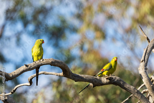 The Regent Parrot (Polytelis anthopeplus) is a medium-sized parrot with striking plumage, featuring a bright yellow body, olive-green wings, and a red beak.  photo