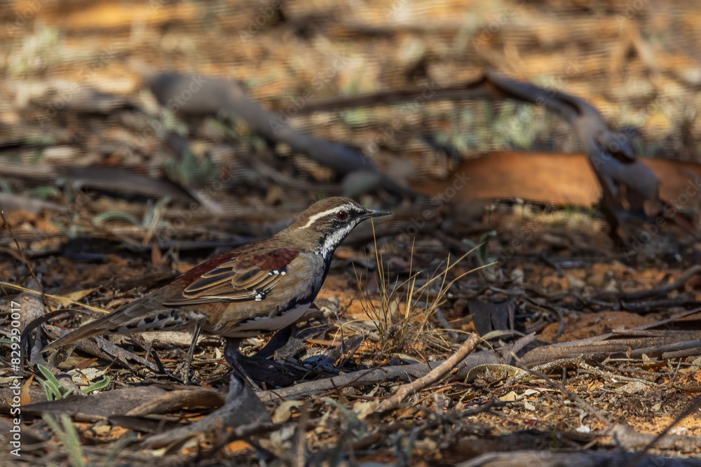The Chestnut Quail-thrush (Cinclosoma castanotum) is a medium-sized ground-dwelling bird with striking chestnut plumage on its back and wings, a black face mask, and a white throat. The Chestnut Quail-thrush (Cinclosoma castanotum) is a medium-sized ground-dwelling bird with striking chestnut plumage on its back and wings, a black face mask, and a white throat.