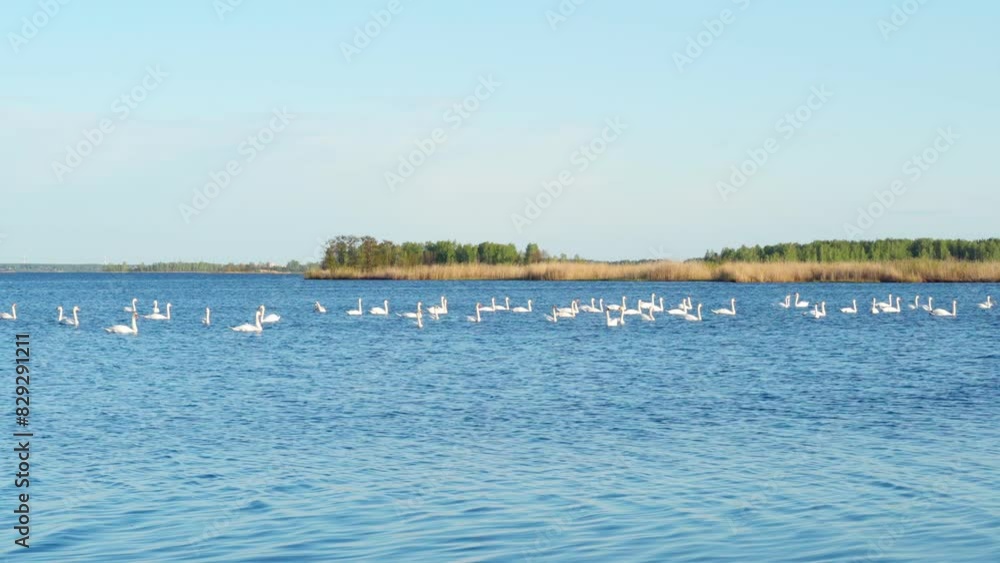 Sibilant swans swim peacefully on the blue lake. A flock of white swans on a pond. A calm natural scene with birds. Sibilant swans swim peacefully on the blue lake. A flock of white swans on a pond. A calm natural scene with birds.