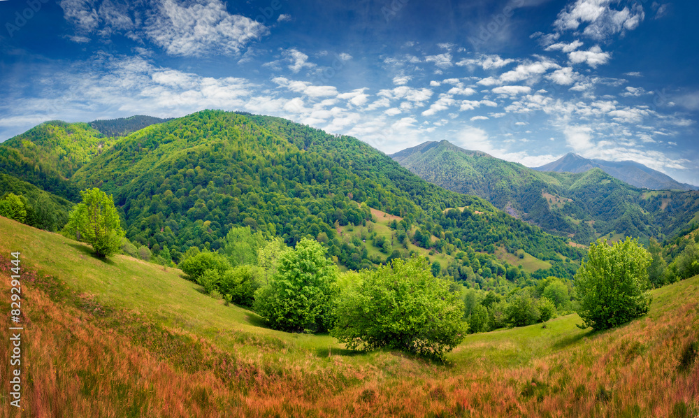 Green foliage tree forest on the hills of outskirts of Kolochava village. Attractive summer view of Carpathian mountains, Ukraine, Europe. Beauty of nature concept background.. Green foliage tree forest on the hills of outskirts of Kolochava village. Attractive summer view of Carpathian mountains, Ukraine, Europe. Beauty of nature concept background..