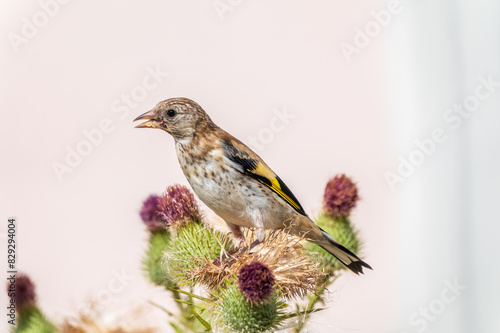 European goldfinch with juvenile plumage, feeding on the seeds of thistles. Carduelis carduelis. © Dmitrii Potashkin