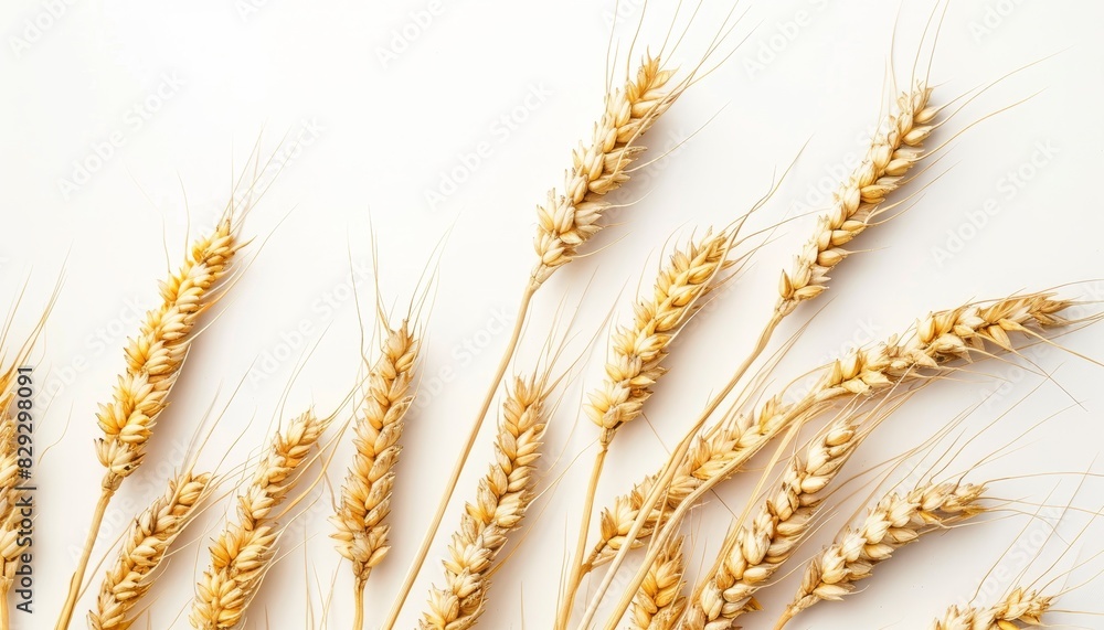 Wheat crop against white background Wheat crop against white background