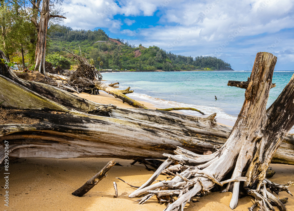 Driftwood on Hanalei Beach, Hanalei, Kauai, Hawaii, USA