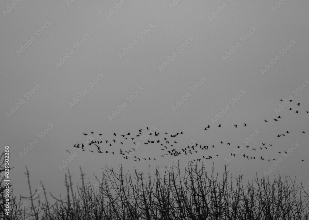 Obraz premium Geese Flying in Large Flock in Black and White