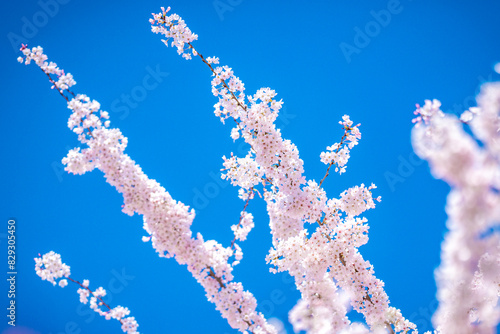A blooming branch of cherry blossom tree in spring.