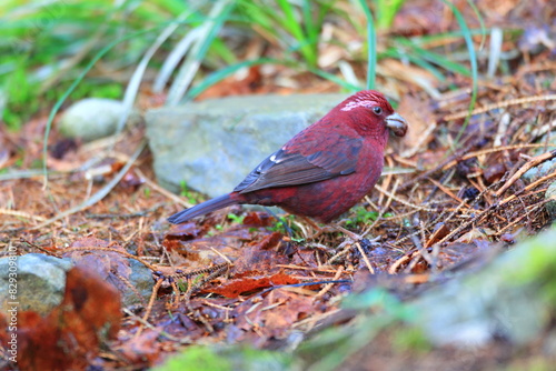 Vinaceous Rosefinch (Carpodacus vinaceus) in Taiwan photo