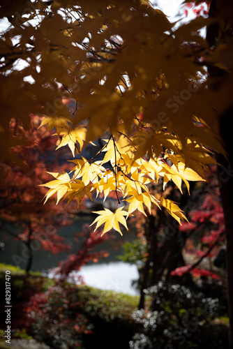 autumn in the forest