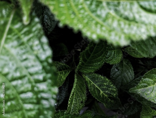 Broken herbal leaves. Broken glass leaves are textured leaves that are usually used as herbs