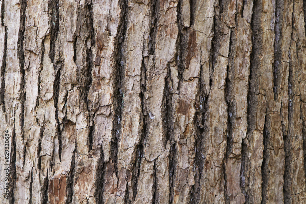 Photo brown, grey tamarind tree bark arranged in lines it beautiful. Use is house wall for background or website wallpaper. Can be used as model. Abstract texture background. Photo brown, grey tamarind tree bark arranged in lines it beautiful. Use is house wall for background or website wallpaper. Can be used as model. Abstract texture background.