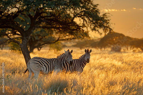 Plains zebras  Equus burchelli  in grassland at sunrise  Mokala National Park  South Africa.