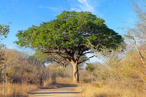 Tableau sur toile Beautiful large pod mahogany (Afzelia quanzensis) tree, Kruger National Park, South Africa