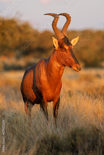 A red hartebeest (Alcelaphus buselaphus) in late afternoon light, Mokala National Park, South Africa. photo