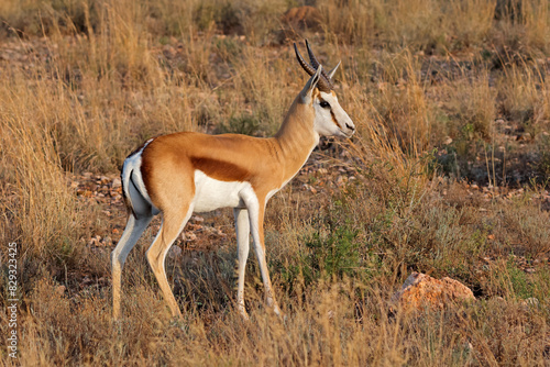 A springbok antelope (Antidorcas marsupialis) in natural habitat, South Africa.