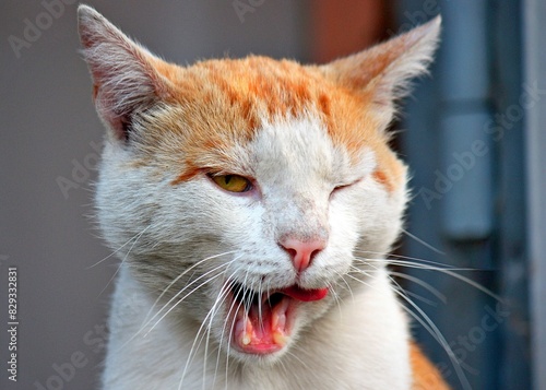 Closeup portrait adorable cat winks white & red color. Happy pet face shameless winks. Amazed cat surprised blink eyes shocked open mouth. Photo concept - wink & blink animal domestic pet. Naughty cat