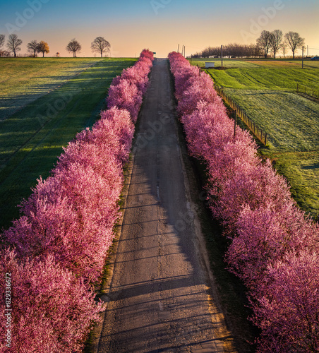 Obraz na płótnie Berkenye, Hungary - Aerial panoramic view of blooming pink wild plum trees along the road in the village of Berkenye on a spring morning with clear blue sky w salonie