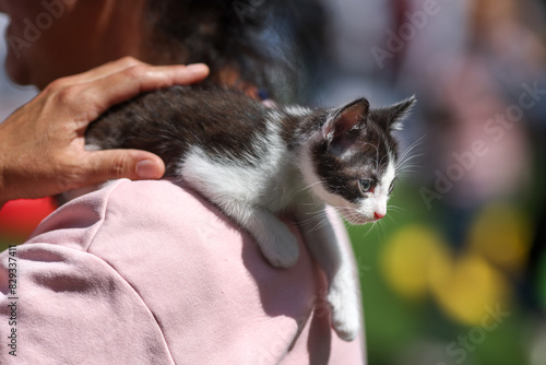 Shallow depth of field (selective focus) details with the hands of a woman holding a rescued kitten during an animal adoption event.