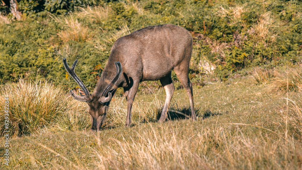 Sri Lankan sambar deer with large antlers grazing at Horton Plains National Park Sri Lankan sambar deer with large antlers grazing at Horton Plains National Park