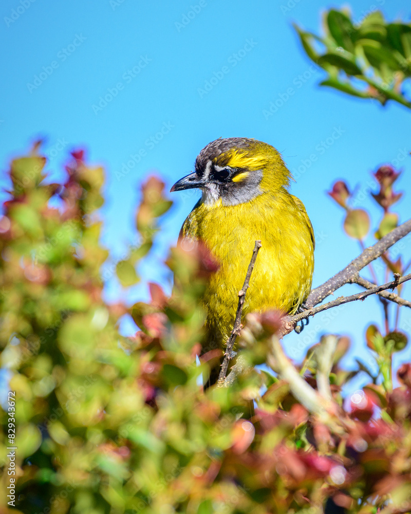 Obraz premium Beautiful Yellow-eared bulbul bird perch, Horton Plains National Park
