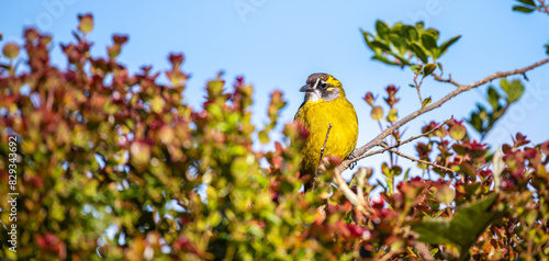Fototapeta Yellow-eared bulbul bird perch, Horton Plains National Park