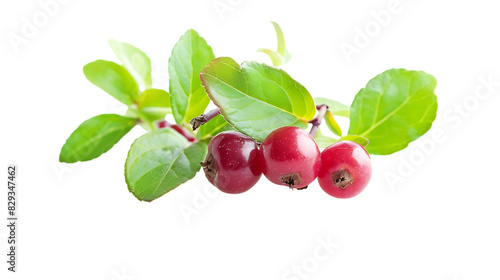 Cowberries isolated on transparent background