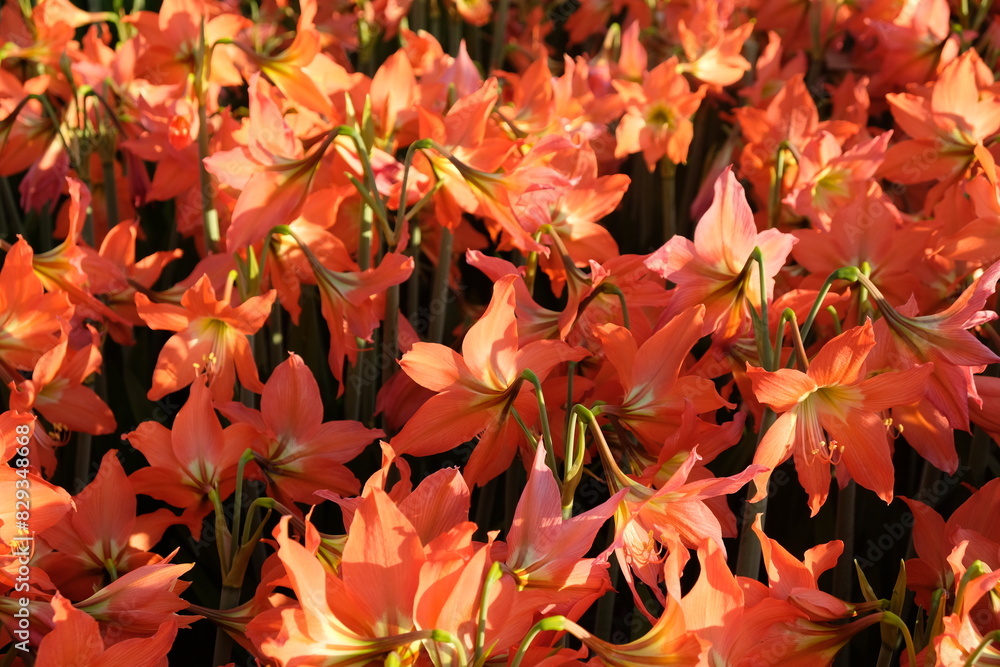 amarylis blossoms in tropical flower gardens. This flower blooms only once a year. The color is bright orange and the stem is green. amarylis blossoms in tropical flower gardens. This flower blooms only once a year. The color is bright orange and the stem is green.