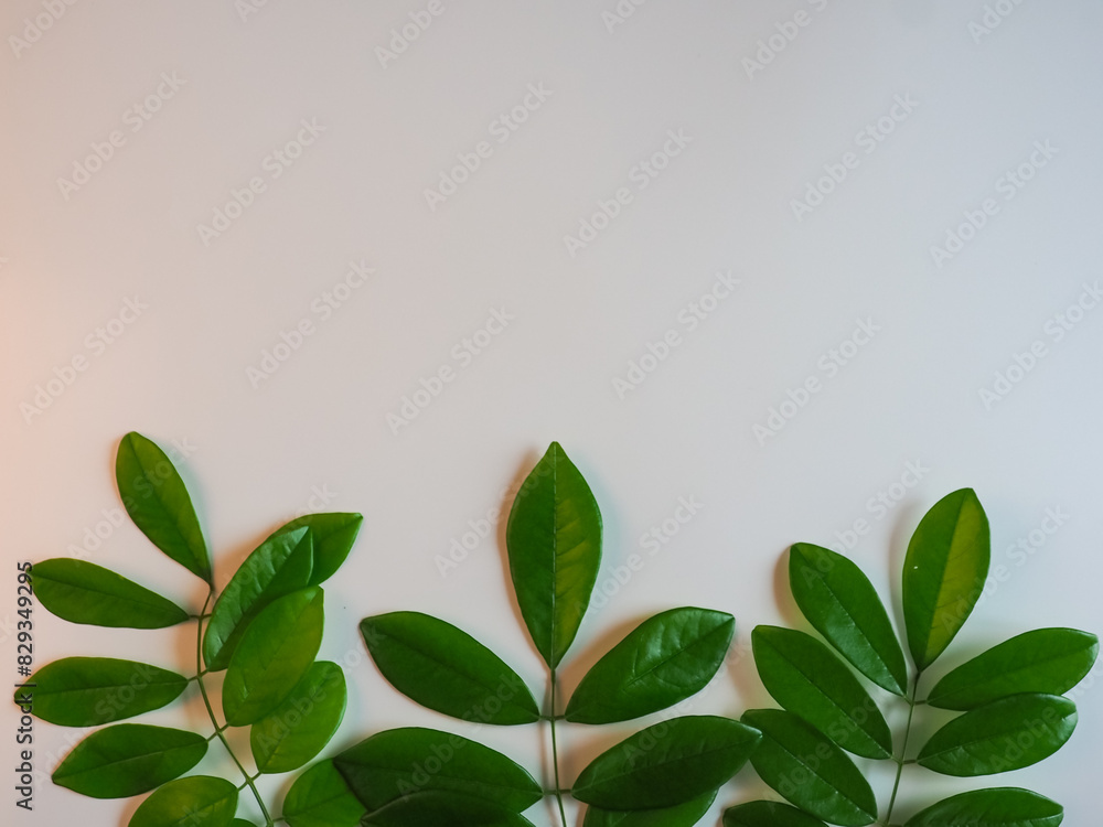 Fresh green leaf frame on white background for spring copy space. Fresh green leaf frame on white background for spring copy space.